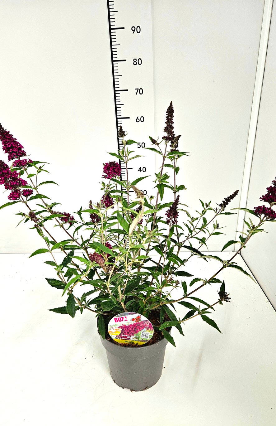 Buddleja d. 'Buzz Wine' - C3